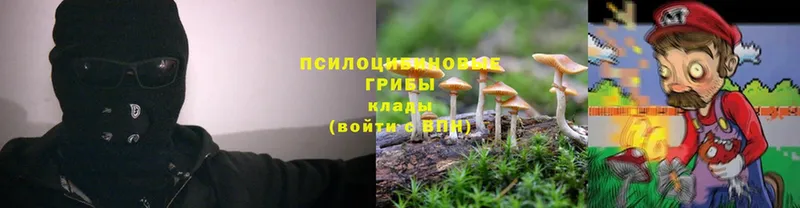 Галлюциногенные грибы Psilocybe  Чусовой 